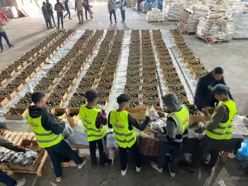 اللجنة المصرية بالتعاون مع المطبخ العالمي توزع ثمار الأفوكادو على عدد من المخيمات المصرية ومخيمات النزوح